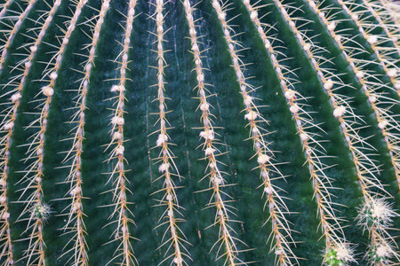 Textured surface of a cactusの写真素材