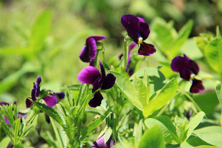 flowers in summer on a background of grass and leavesの写真素材