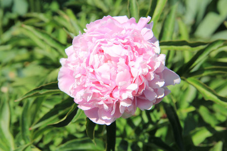 flowers in summer on a background of grass and leavesの写真素材