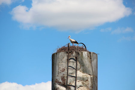bird stork standing in the nestの写真素材