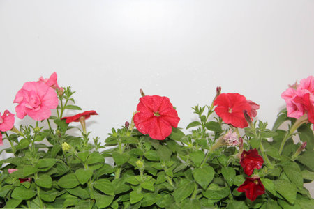 flowers pink and red of petuniasの写真素材