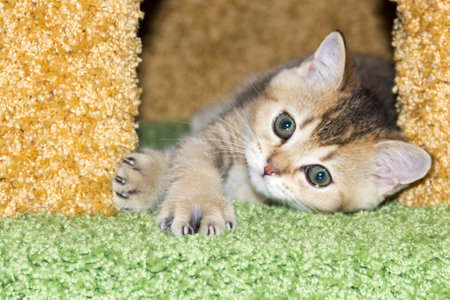kitty gold color lies in the gold-green houseの写真素材