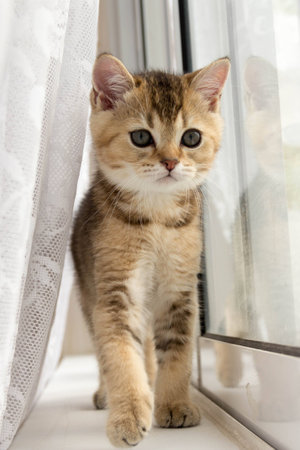 kitty gold color goes on the window sillの写真素材