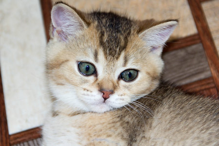 Golden color kitten Scottish breedの写真素材