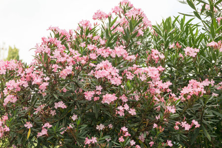 pink oleander flowers on the branches