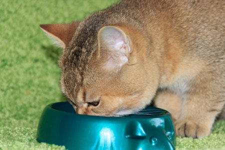 golden the kitten near the bowl with dry foodの写真素材