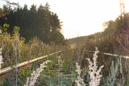 railroad tracks run next to the forestの写真素材