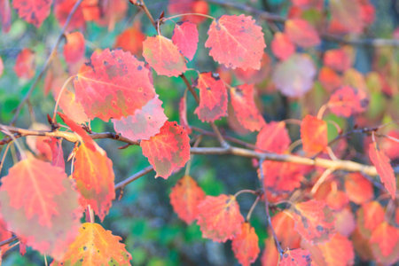 beautiful colored leaves on trees in autumnの写真素材