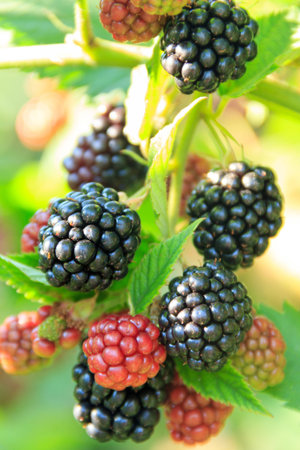 branch of ripe blackberries