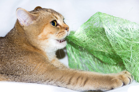 gold kitty play with green toyの写真素材