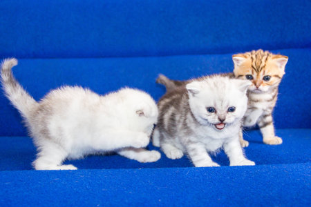 cute little kitten pet animalの写真素材