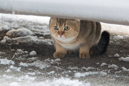 golden cat in a snowy forestの写真素材