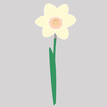 flower of daffodil, nature pictureのイラスト素材