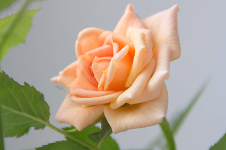 small orange rose home in the interiorの写真素材