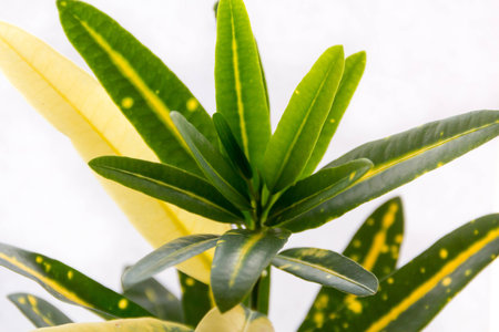 home green ornamental plant Crocusの写真素材