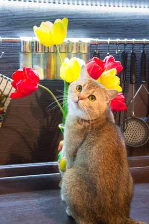 cat in the kitchen on the background of multi-colored tulipsの写真素材