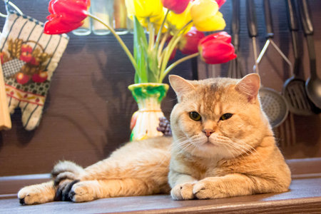 cat in the kitchen on the background of multi-colored tulipsの写真素材