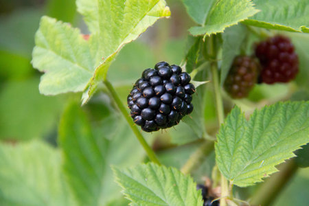 ripe BlackBerry with green leaves
