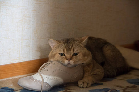 cat gold color guards bootの写真素材