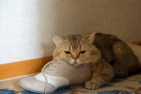 cat gold color guards bootの写真素材