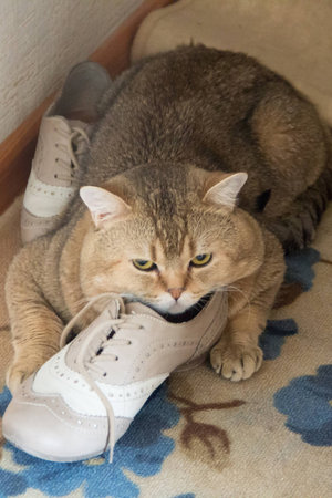 cat gold color guards bootの写真素材