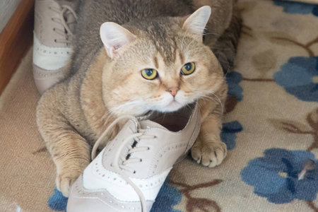 cat gold color guards bootの写真素材