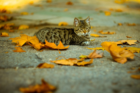 Cat in yellow leaves in the parkの写真素材