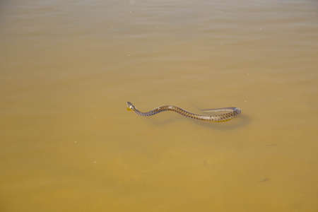 Young water snake swimming in transparent river water in daylightの写真素材