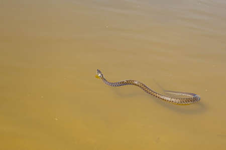 Young water snake swimming in transparent river water in daylightの写真素材