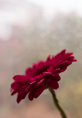 Pink gerber daisy flower  against window glass covered with raindrops. Autumn gift flowerの写真素材