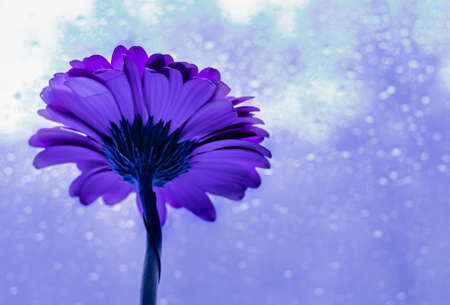 Violet and  blue gerber daisy with window glass covered with raindropsの写真素材
