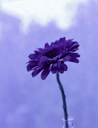 Violet and  blue gerber daisy with window glass covered with raindropsの写真素材