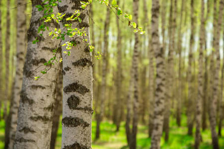 Two birch trees close up. Birch grove in sunlight blurred background. Walking day in woodland banner with copy space. Autumn yellowish tree leaves in birch forest.の写真素材