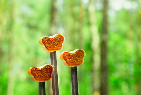 Bonfire marshmallows on a roasting stick. Picnic time outdoors. Camping tasty food for children.の写真素材