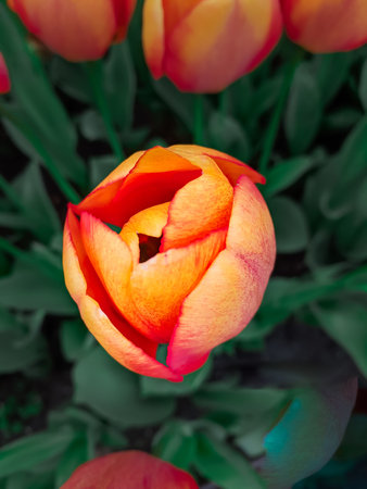 Single orange red tulip in floral field close up top view. Springtime blooming flower background....