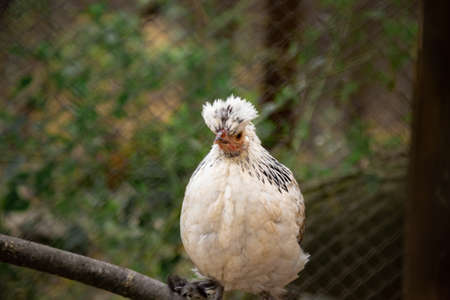 this is a close up of a chicken in the aviary.の写真素材