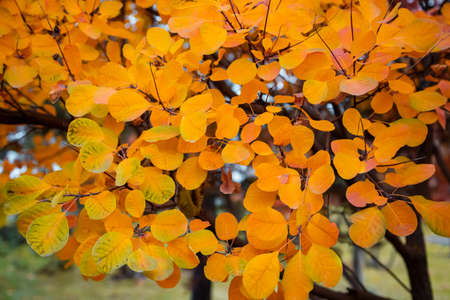 Momiji season scenery with copy space. Autumn maple tree leaves background. Admiring the autumn leaves.の写真素材
