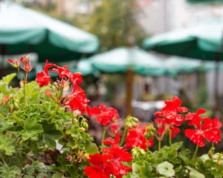 Red flowers restaurant outdoor terrace. Hortensia flowers, exterior cafe decoration. Defocused green pub exterior parasols.の写真素材