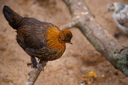 Chicken close up in captivity. Wild big bird in cage. Exotic chicken breed.の写真素材