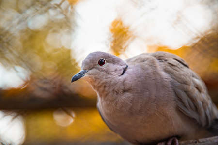 Ringed Turtle-Dove. Domestic caged bird. Beige dove, has a black neck ring-line on the collar.の写真素材