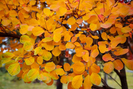Momiji season scenery with copy space. Autumn maple tree leaves background. admiring the autumn leaves.の写真素材