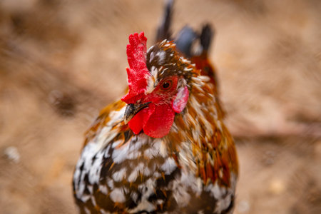 The Barbu d'Uccle close up in captivity. Wild big bird in cage. Bantam chicken breed.