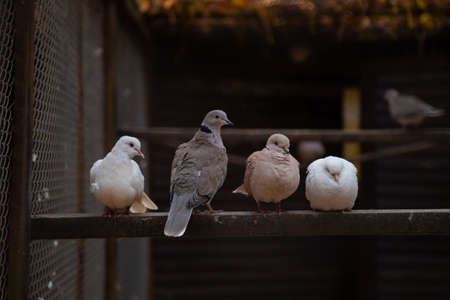 A group of pigeons in a cage on a blurred background.の写真素材