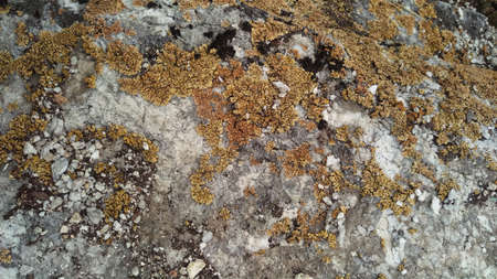 gray stone with lichens, natural backgroundの写真素材