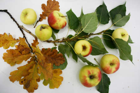Autumn composition, autumn branches with leaves and applesの写真素材