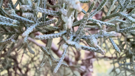 A closeup view that captures the rich green foliage showing its intricate textures and natural forms...