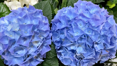 Stunning blue hydrangeas adorned with glistening droplets, showcasing their vibrant colors alongside...