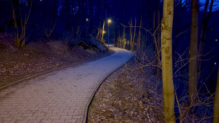 A peaceful and illuminated pathway meanders through a dark and mysterious forest under the starry...