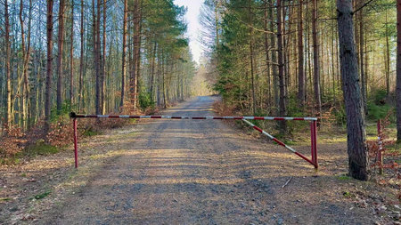 A serene forest road is blocked by a sturdy gate, surrounded by tall trees and clear blue skies...