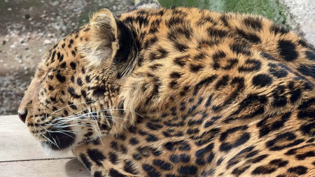 A stunning closeup view of a magnificent leopard lounging gracefully, showcasing its unique fur...